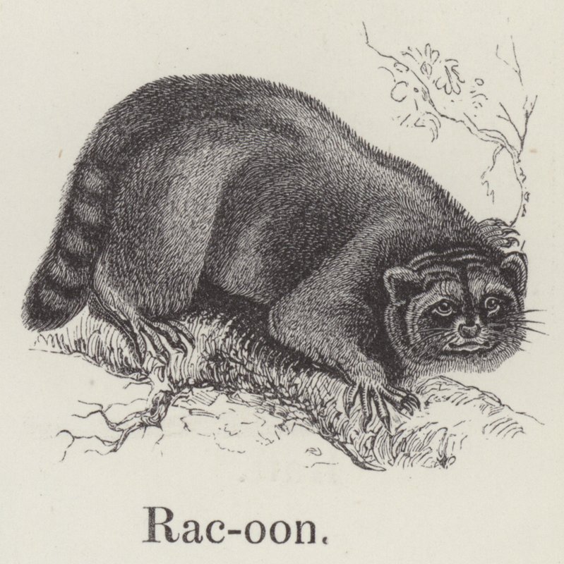 Waschbär von English School
