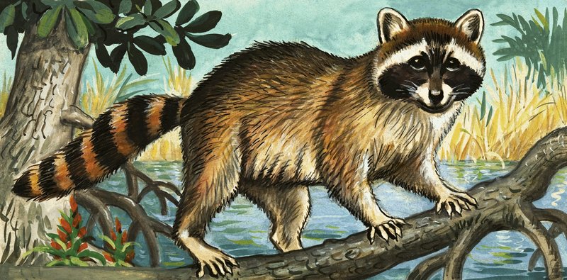 Waschbär von English School