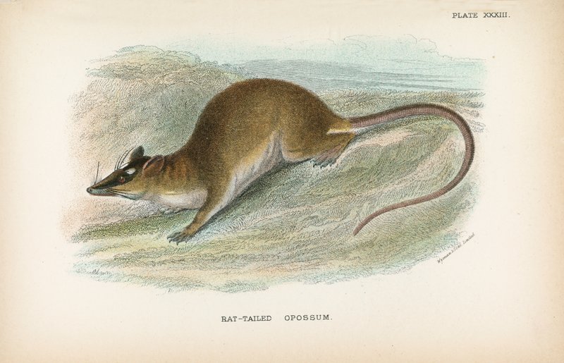 Langschwanz-Opossum von English School