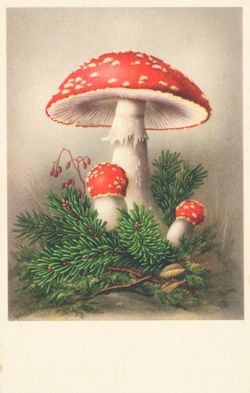 Fliegenpilze von English School