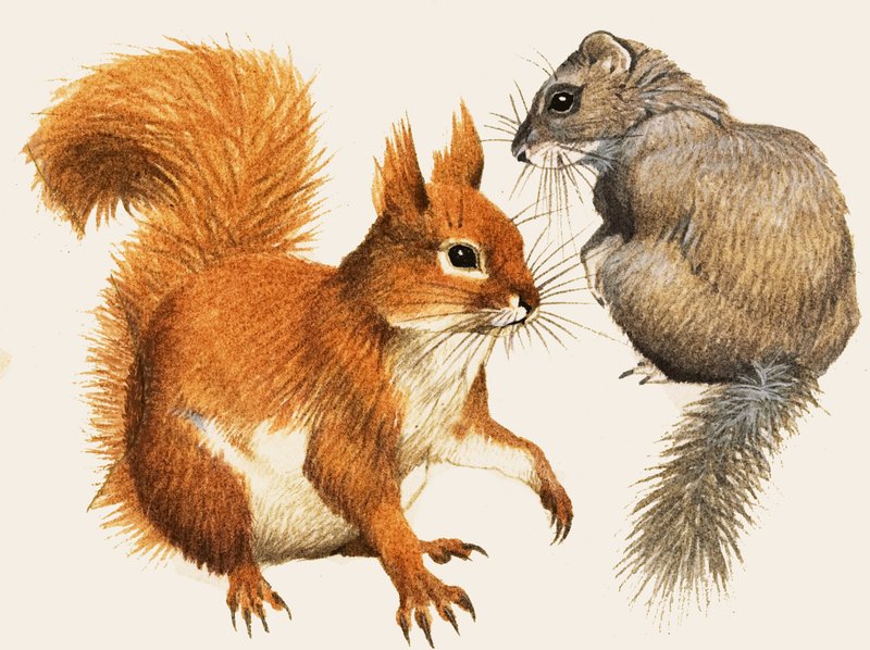 Rotes Eichhörnchen und Schlafmaus von English School