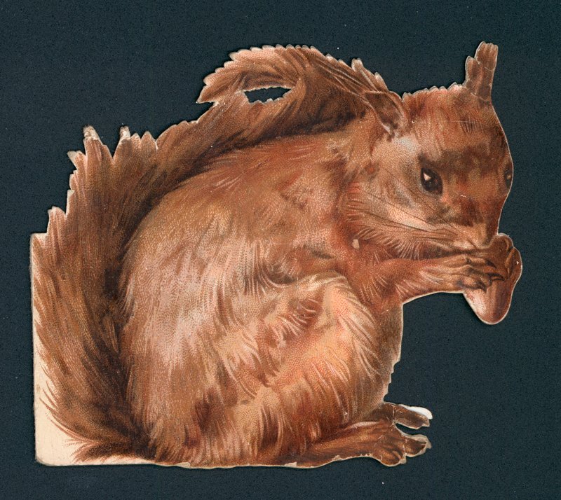 Rotes Eichhörnchen, viktorianischer Ausschnitt von English School