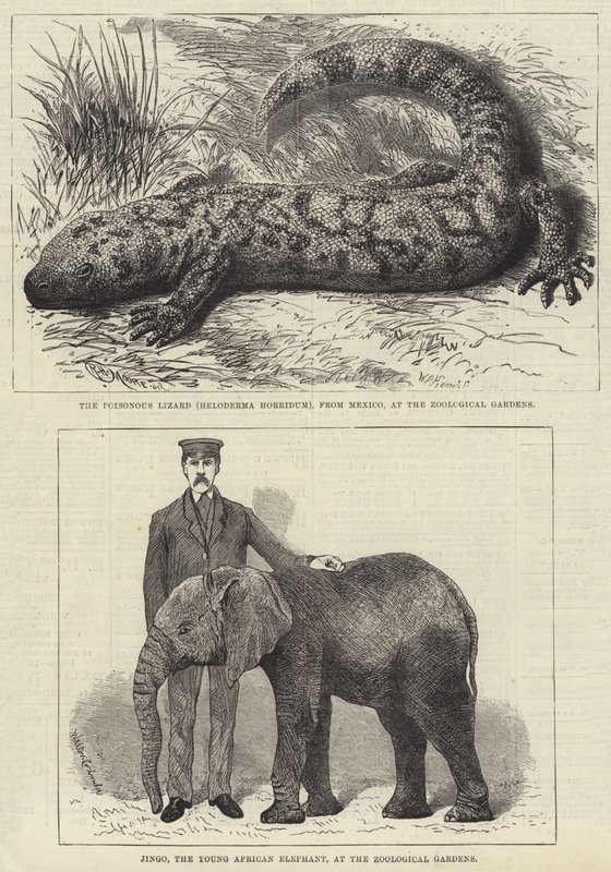 Bewohner des Londoner Zoos (Stich) von English School