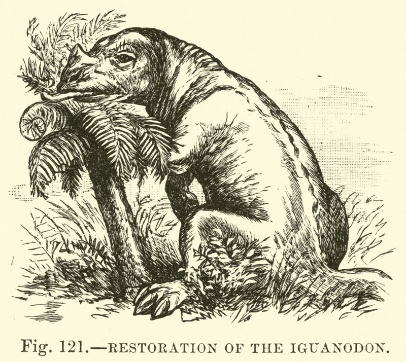 Rekonstruktion des Iguanodon von English School