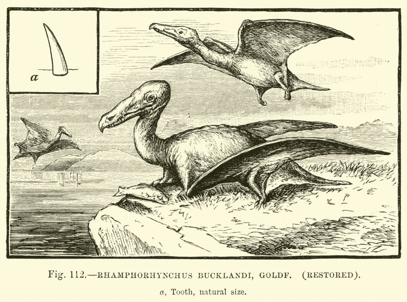 Rhamphorhynchus Bucklandi, Goldf (restauriert) von English School
