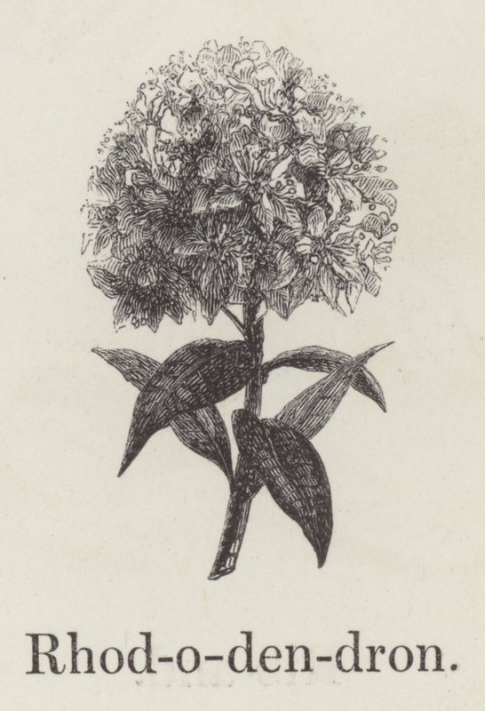 Rhododendron von English School