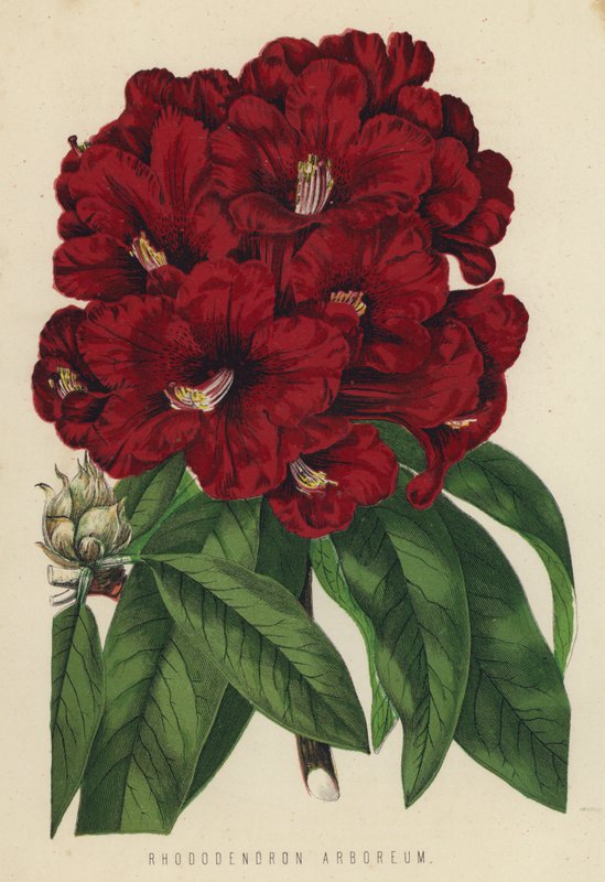 Rhododendron Arboreum von English School