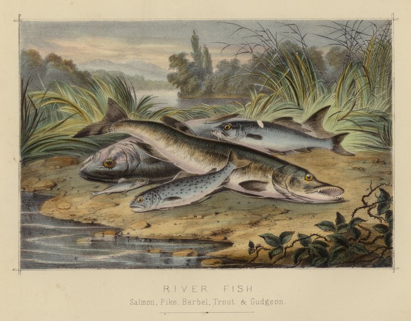 Flussfische von English School