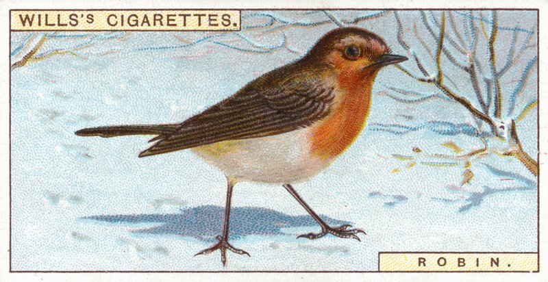 Rotkehlchen von English School