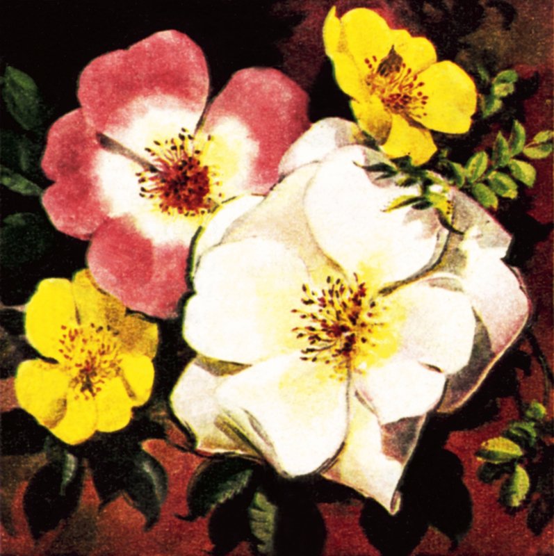 Rose von English School