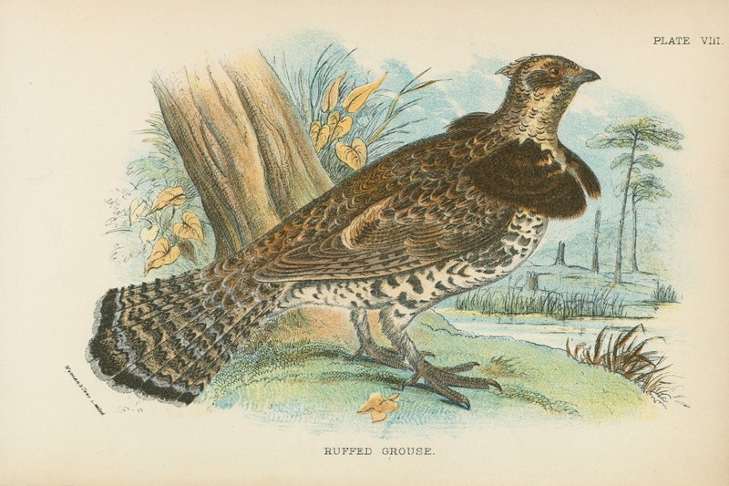 Raufußhuhn von English School