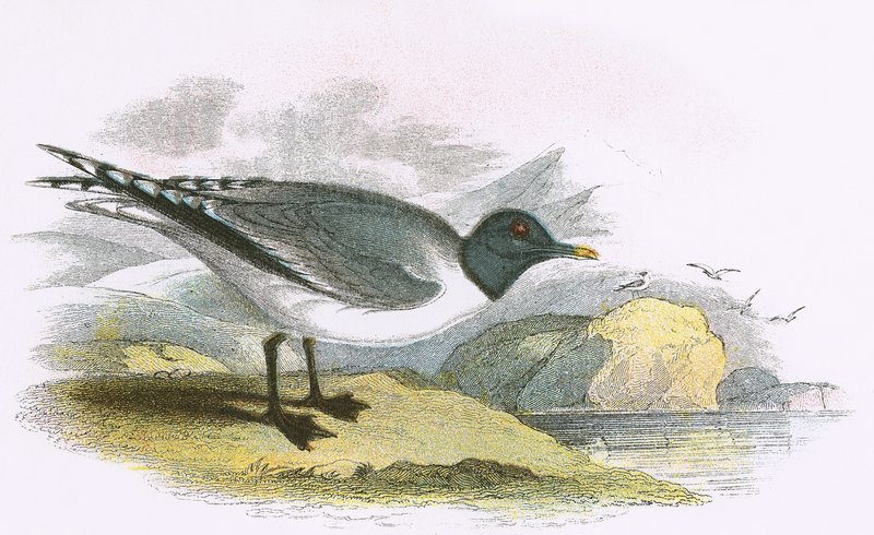 Sabines Möwe von English School