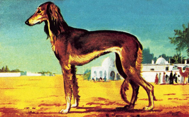 Saluki von English School