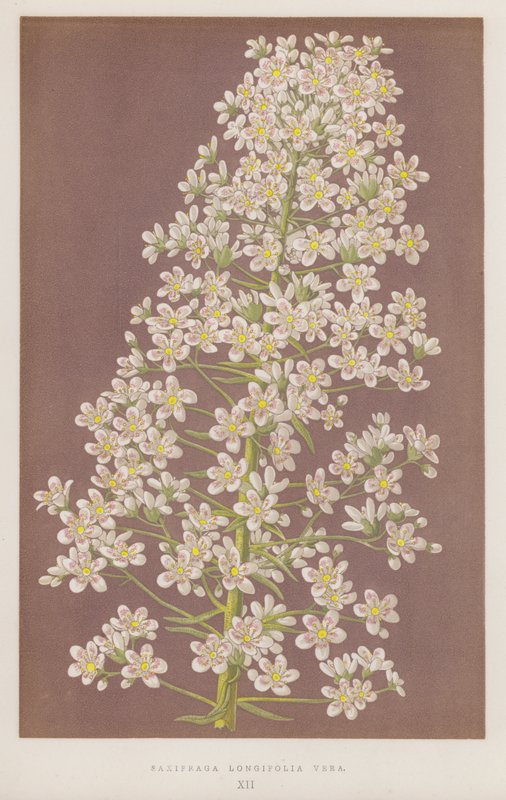 Saxifraga Longifolia Vera von English School