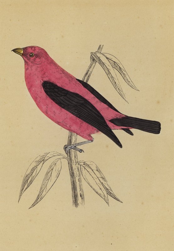 Scharlachroter Tanager von English School