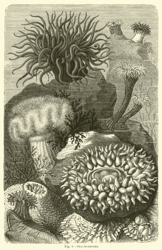 Seeanemonen von English School