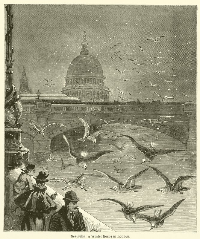 Möwen, eine Winterszene in London (Gravur) von English School