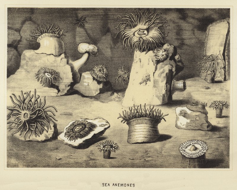 Seeanemonen von English School