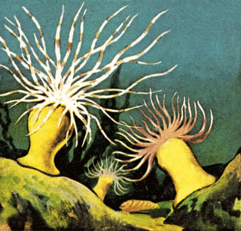 Seeanemonen von English School