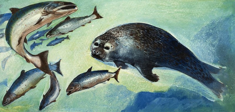 Robbe und Fisch von English School