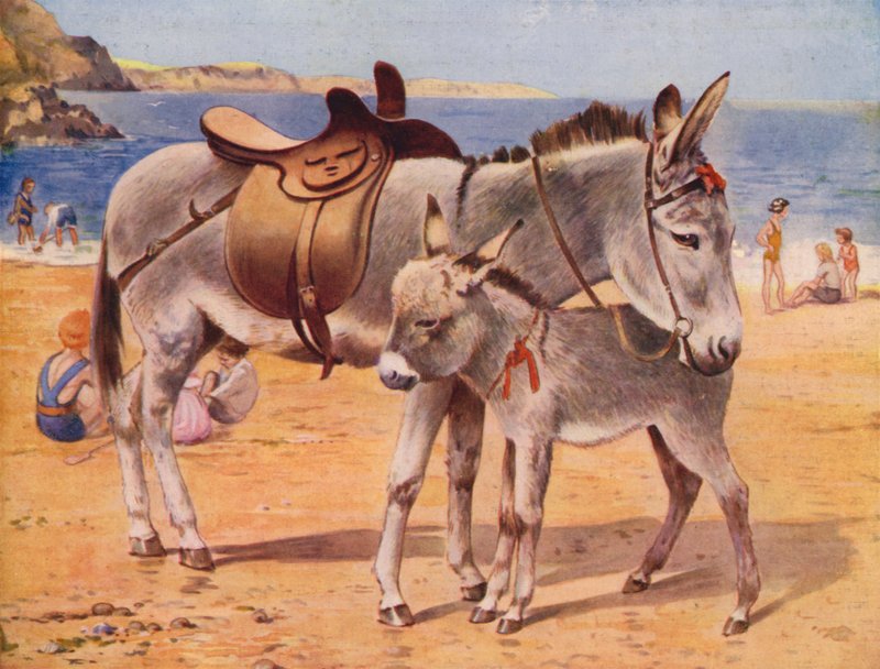 Esel am Strand von English School
