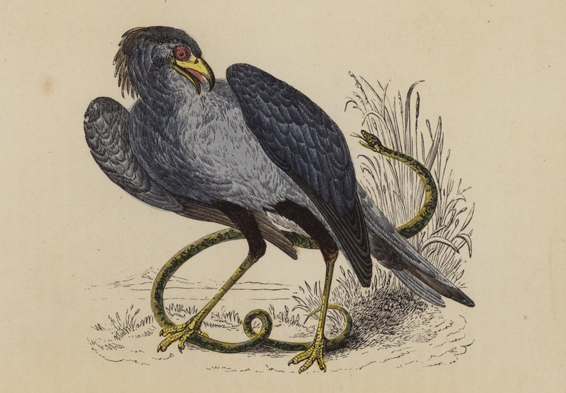 Sekretärvogel von English School