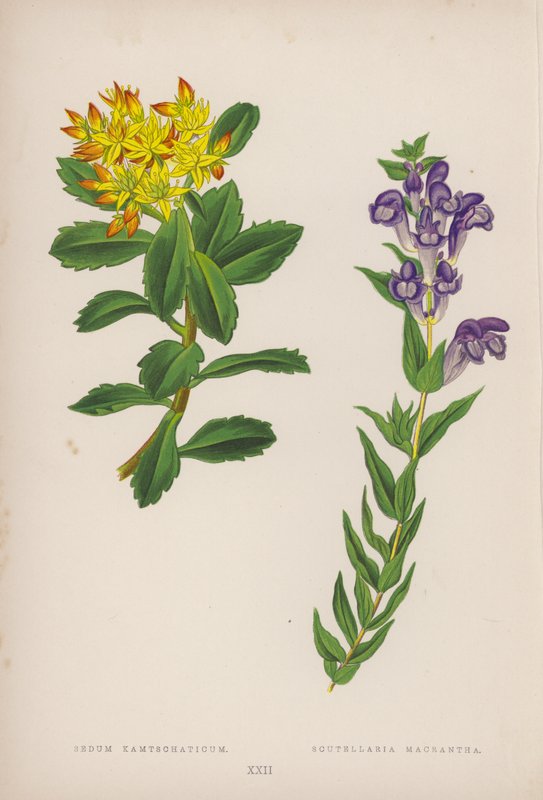Sedum Kamtschaticum; Scutellaria Macrantha von English School