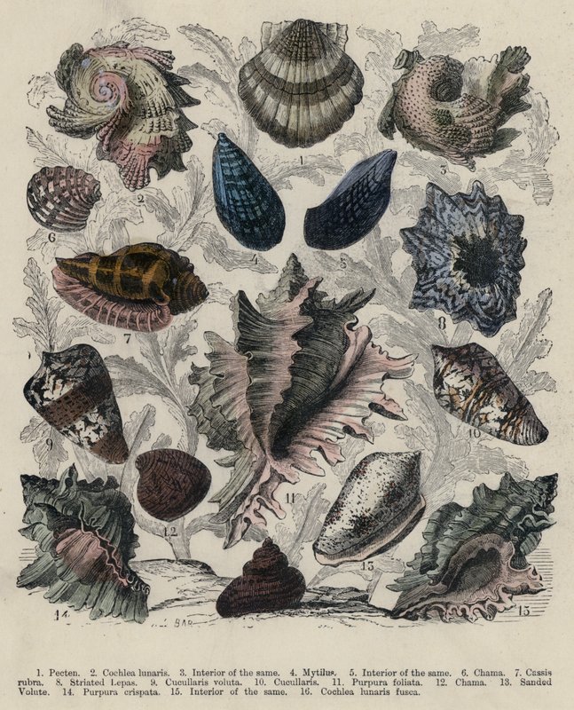 Muscheln von English School