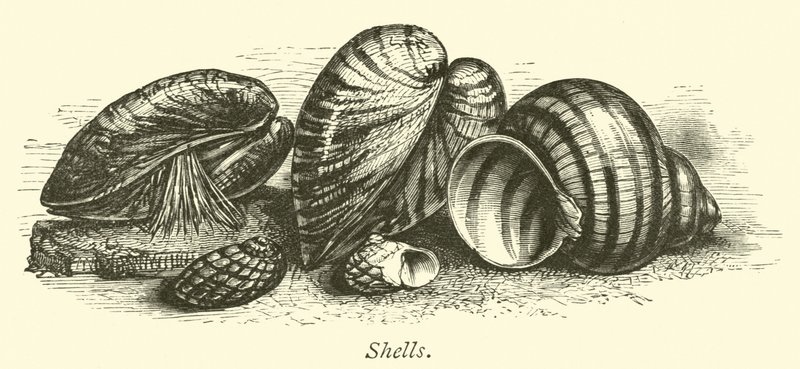 Muscheln von English School