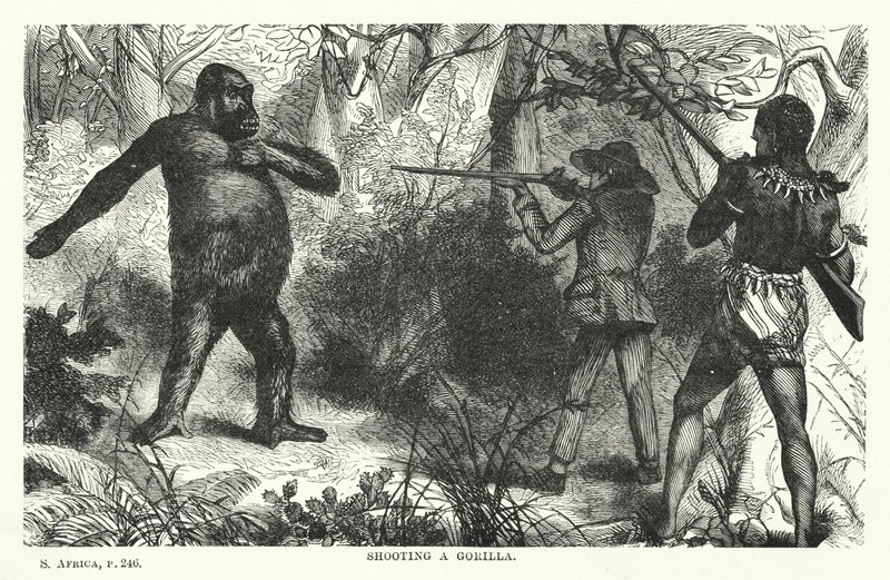 Gorilla schießen (Gravur) von English School