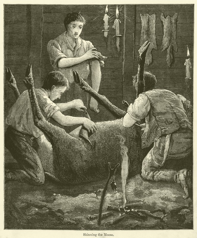 Das Häuten des Elchs (Gravur) von English School