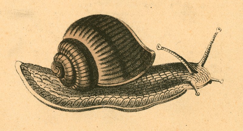 Schnecke von English School