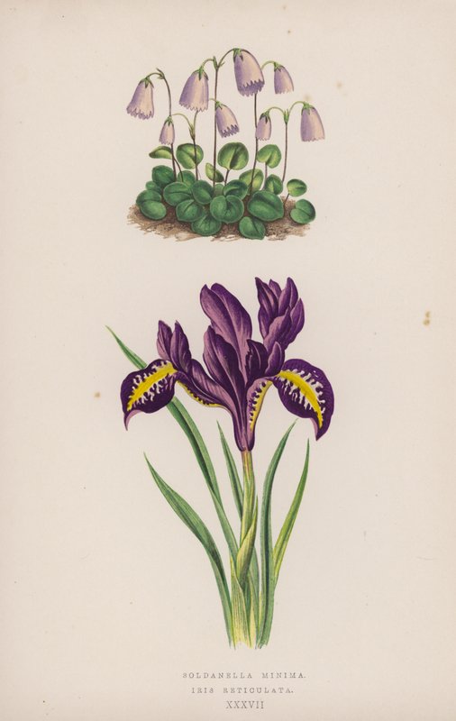 Soldanella Minima; Iris Reticulata von English School