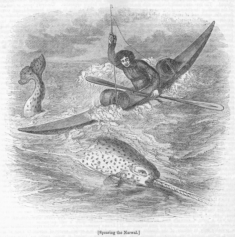 Den Narwal erlegen von English School