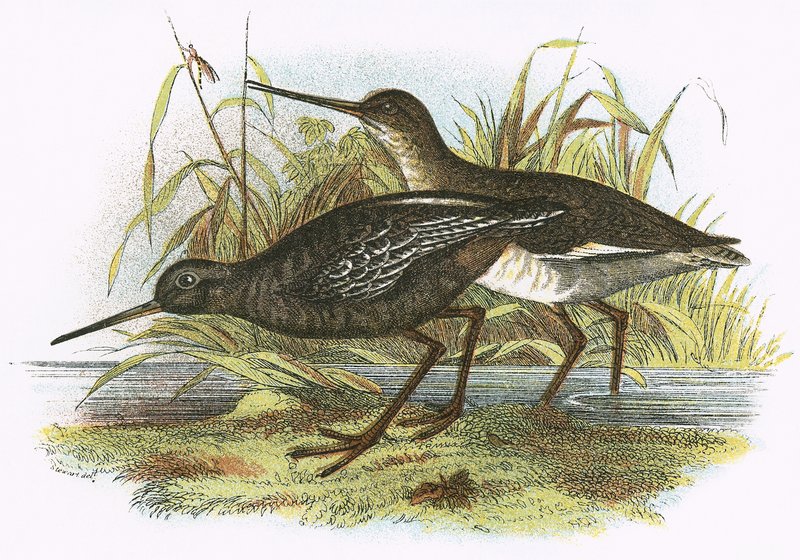 Dunkler Wasserläufer von English School