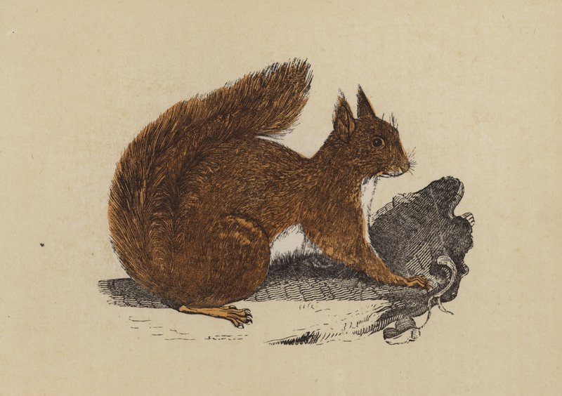 Eichhörnchen von English School