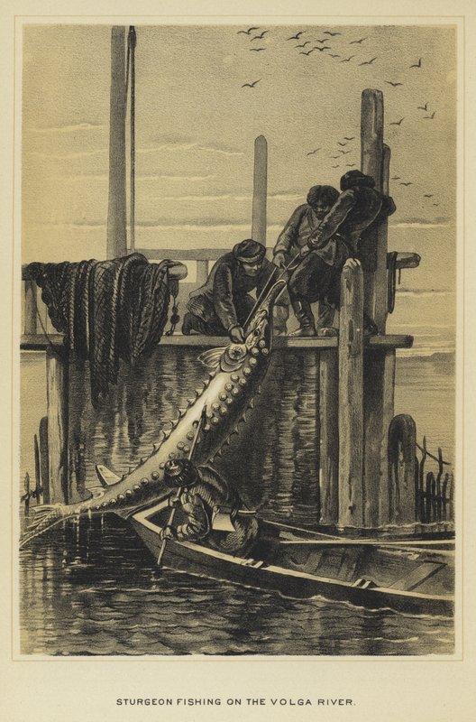 Störfischen am Fluss Wolga von English School
