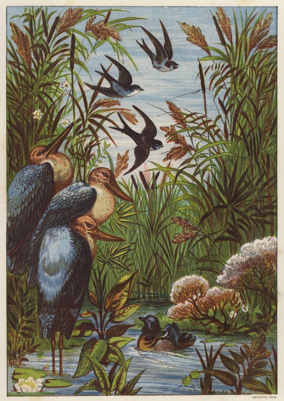 Sommermorgen mit Vögeln von English School