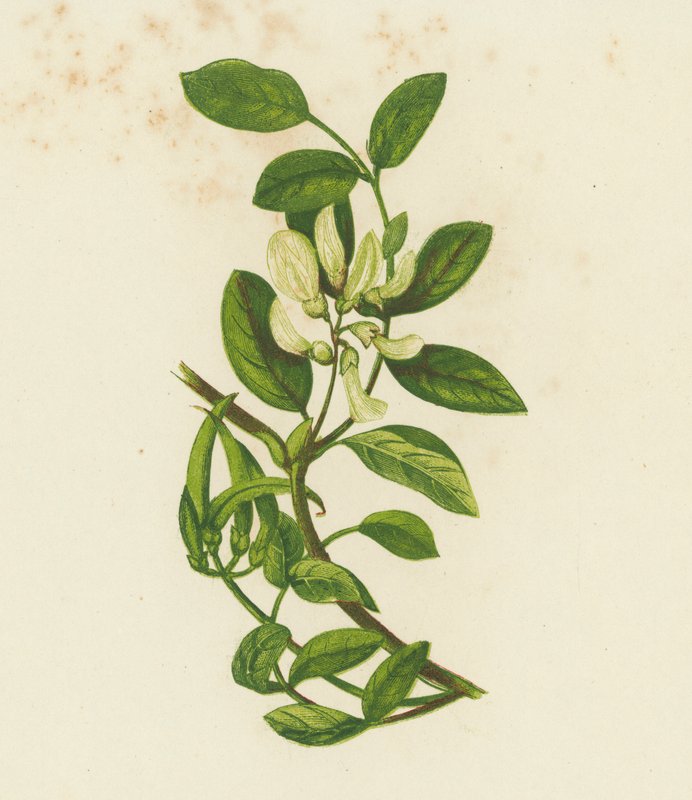 Süßer Tragant, Astragalus Glyciphyllus von English School