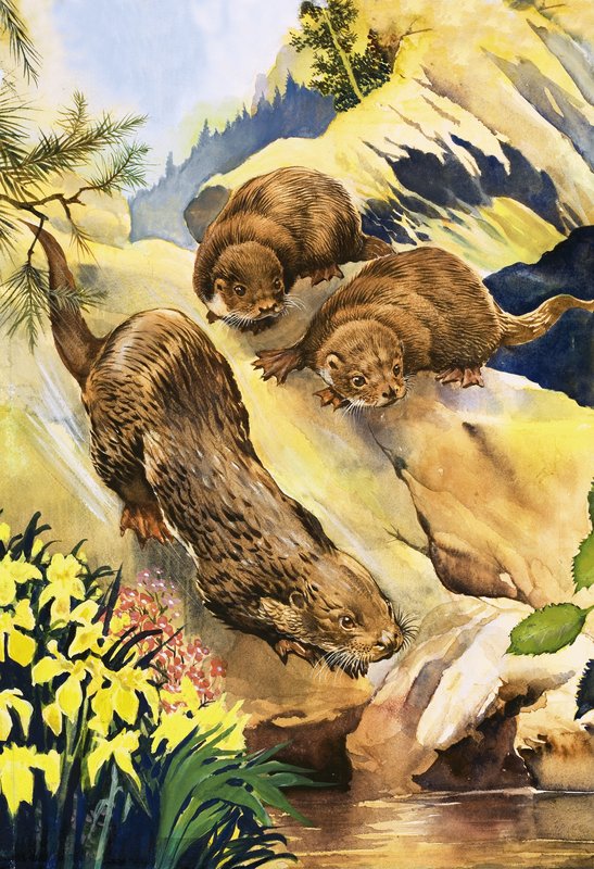 Schwimmunterricht für Otter von English School