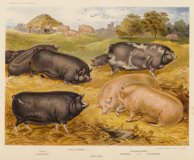 Schweine von English School