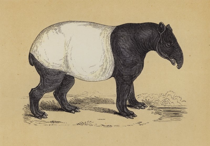 Tapir von English School