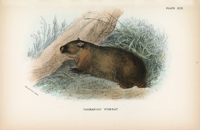 Tasmanischer Wombat von English School