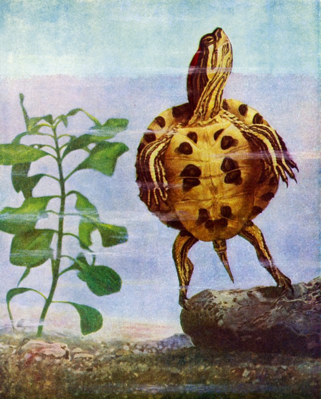 Schildkröte von English School