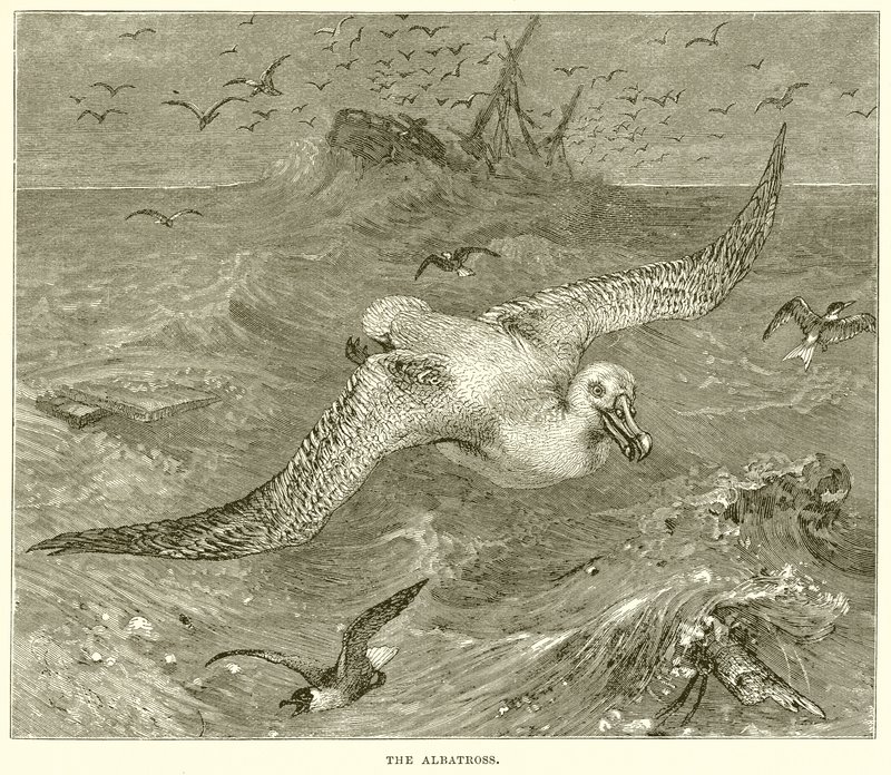 Der Albatros von English School