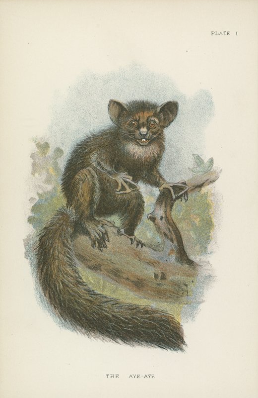 Der Aye-Aye von English School