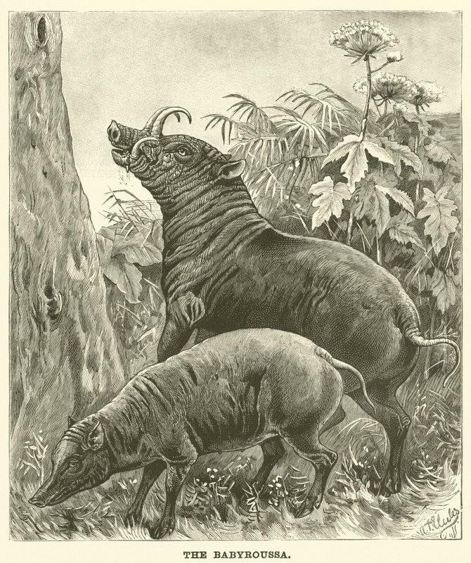 Das Babirusa von English School