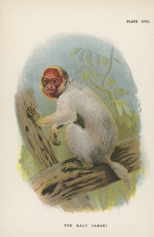 Der Kahlkopf-Uakari von English School