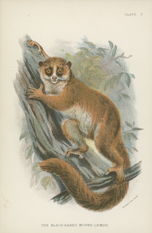 Der Schwarzohr-Mauslemur von English School