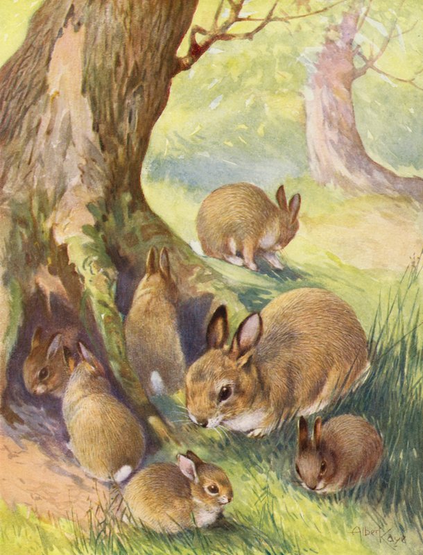 Das Waldheim der Kaninchen von English School